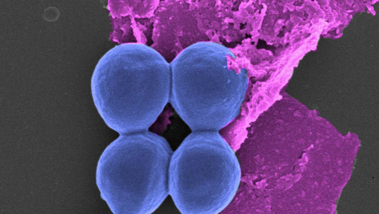 Ultrathin Nanotech Promises to Help Tackle Antibiotic Resistance