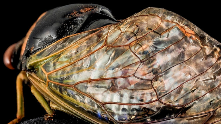 Cicada-Inspired Waterproof Surfaces Closer to Reality