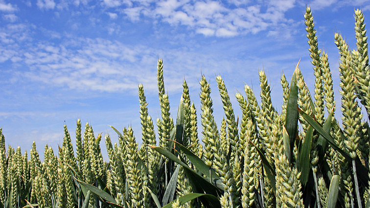 Proven: Cereal Plants Absorb Nanoplastics
