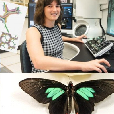 Nature Weaves A 3D Tapestry, Giving Butterfly its Green Wings