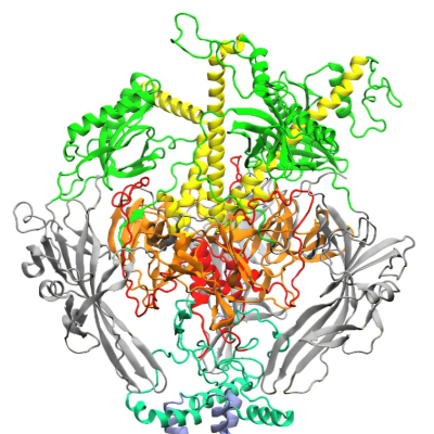 Modulating Key Interaction Prevents Virus from Entering Cells