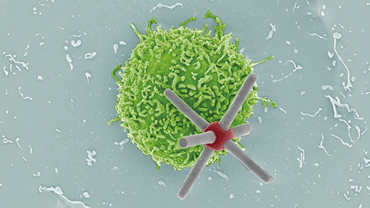 Spinning, Magnetic Micro-robots Help Researchers Probe Immune Cell Recognition