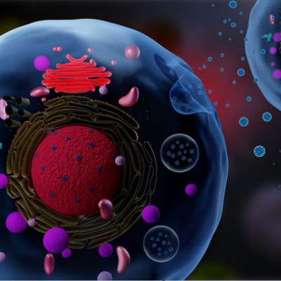 Cellular Messengers Improve Cancer Therapy