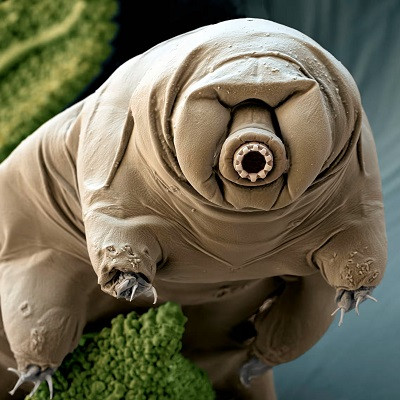 Scientists Have Found a Way to ‘Tattoo’ Tardigrades
