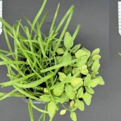 Lack of Information Hinders Regulation of ‘Green’ Nanopesticides