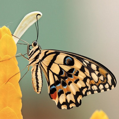 Can Butterfly Wings Help Detect COVID-19 Faster?