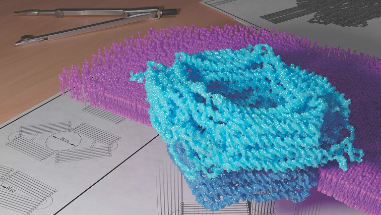 Compliant DNA Nanopores Capable of Size-slective Molecule Transport Across Cell Membrane