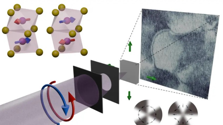 Nanoscale X-ray Imaging Unveils Bulk Altermagnetism in MnTe