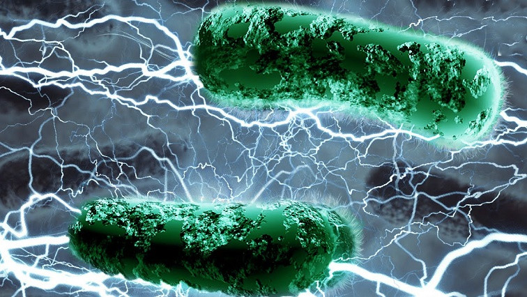 Shock to Bacteria Activates Nature’s Electrical Grid