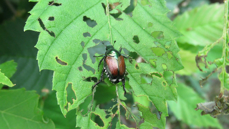 Neem Seed Extract Improves Effectiveness of Pesticide