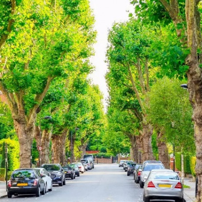 Surrey’s Global Centre for Clean Air Research Identifies Tall, Dense Trees as Effective Weapon Against Traffic’s Toxic Nanoparticles