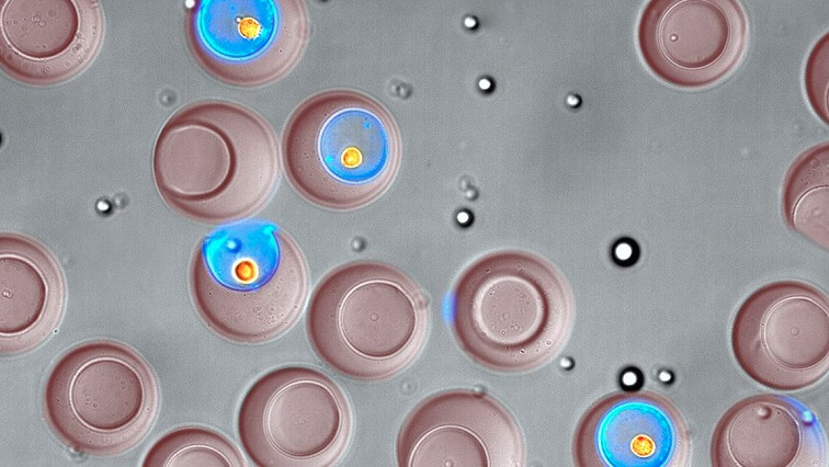 UCLA-developed Technology Enables Single-cell Sorting by Function