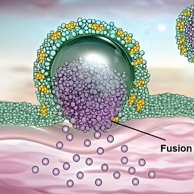 Using Cholesterol-enriched Exosomes to Realize Direct Cytosolic Delivery of siRNA via Cell Membrane Fusion