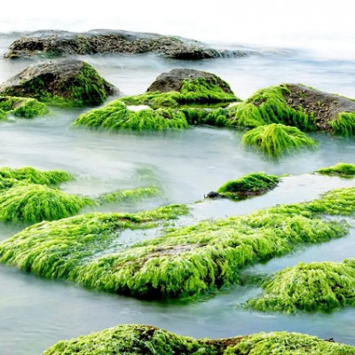 Seaweed-based Battery Powers Confidence in Sustainable Energy Storage