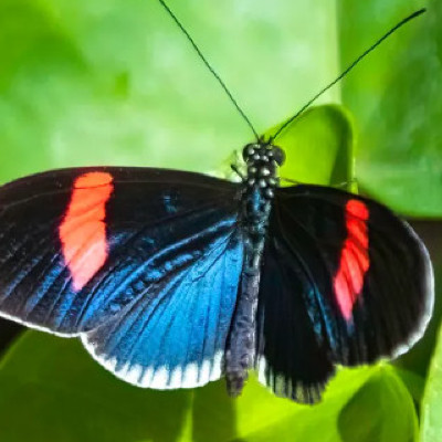 Insect Wings Could Inspire New Self-cleaning Technologies