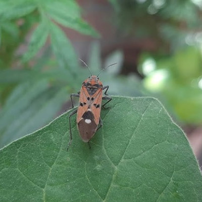 Using Nanotechnology to Target Crop-munching Pests