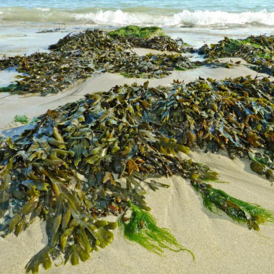 Edible Electronics: How A Seaweed Second Skin Could Transform Health and Fitness Sensor Tech