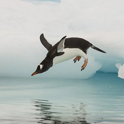 Penguin Feathers May Be Secret to Effective Anti-icing Technology