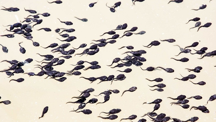 Tiny Polymer Tadpoles Helping AIBN Researchers Tackle Cancer