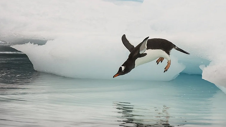 Penguin Feathers May Be Secret to Effective Anti-icing Technology