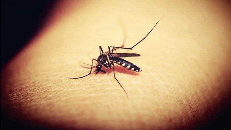 Nanoparticles Prove Effective Against The Yellow Fever Mosquito