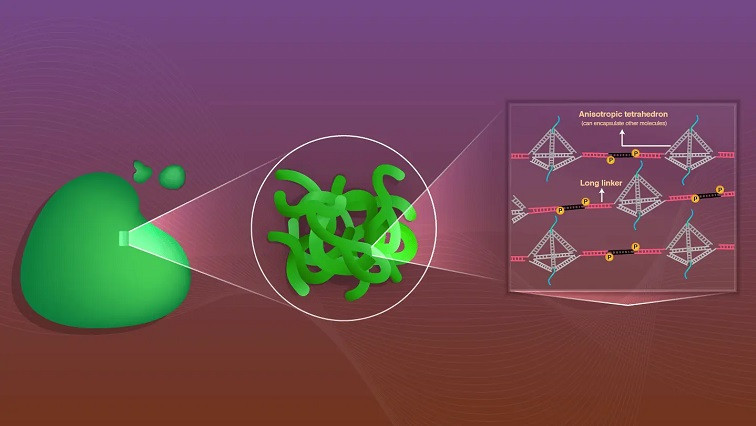 Designing DNA Nanostructures to Create Deformable and Controllable Biomolecular Condensates