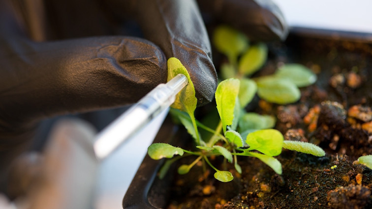Researchers Develop New Class of Plant Nanobionic Sensor to Monitor Arsenic Levels in Soil