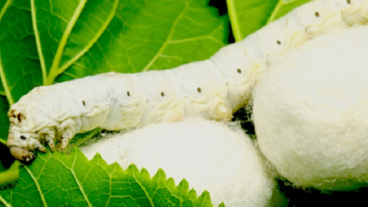 Changing the Silkworm's Diet to Spin Stronger Silk
