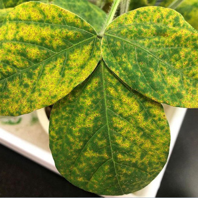 'Anti-Rust' Coating for Plants Protects Against Disease with Cellulose Nanofiber