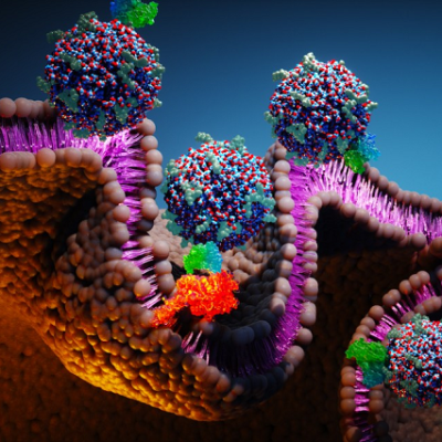 Cornell-developed Particles Supercharge Cancer Immunotherapy