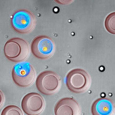 UCLA-developed Technology Enables Single-cell Sorting by Function