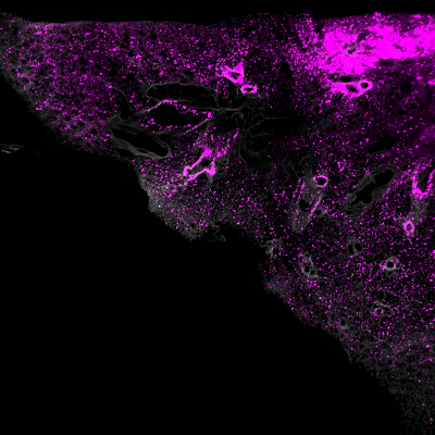 SCP-Nano: A New Technology to Visualize Nanocarriers in Cells and Tissues