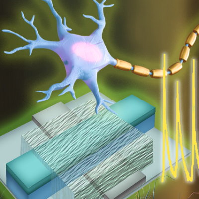 UMass Engineers Create the First Artificial Neurons that Can Directly Communicate with Living Cells