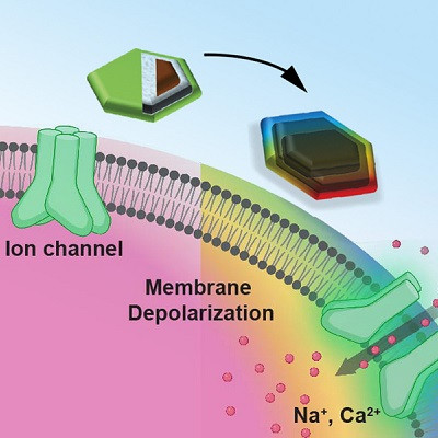 Tiny Magnetic Discs Offer Remote Brain Stimulation without Transgenes