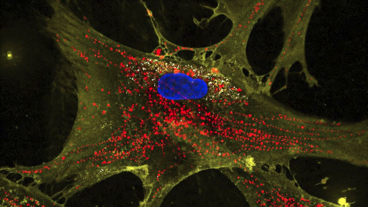 Recharging the Powerhouse of the Cell