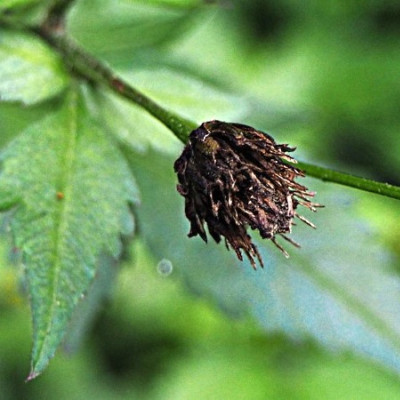 Plant Biomass Substance Helps Combat Weeds