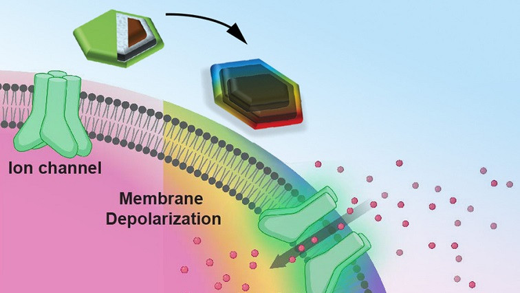 Tiny Magnetic Discs Offer Remote Brain Stimulation without Transgenes