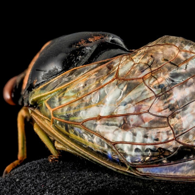 Cicada-Inspired Waterproof Surfaces Closer to Reality