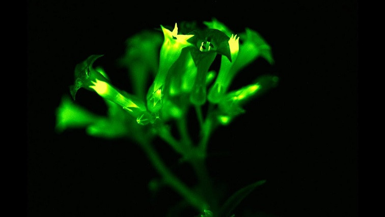 The Next Generation of Glowing Plants