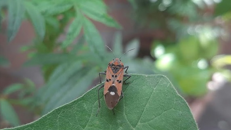 Using Nanotechnology to Target Crop-munching Pests