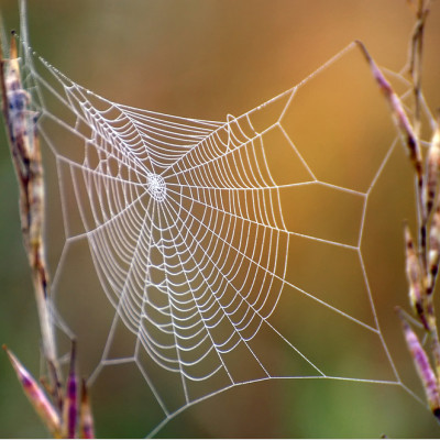 New Research Uncovers the Internal Structure of Spider Silk