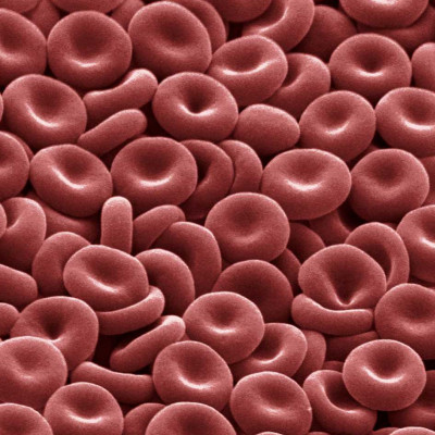 Better Cryoprotection for Red Blood Cells