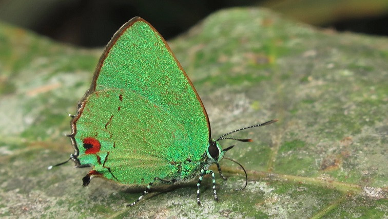 Scientists Can Now See How Butterflies Get Their Colours