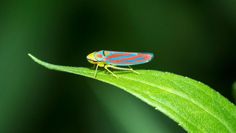 Backyard Insect Inspires large-scale Invisibility Particles Production