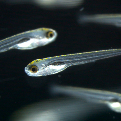 Researchers at FAU Make New Findings about Organ Formation in Zebrafish