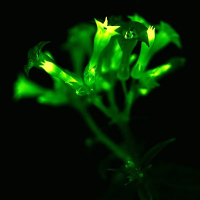 The Next Generation of Glowing Plants