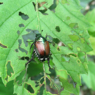 Neem Seed Extract Improves Effectiveness of Pesticide