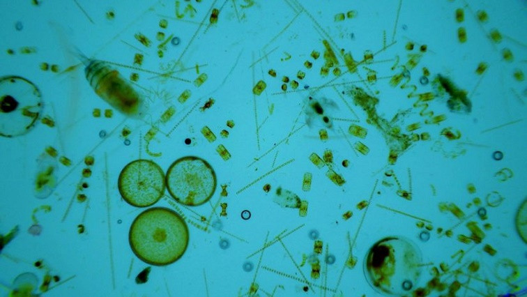 Phytoplankton Disturbed by Nanoparticles