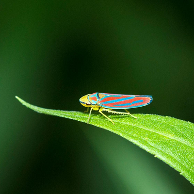 Backyard Insect Inspires large-scale Invisibility Particles Production