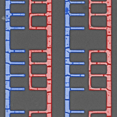 Researchers Demonstrate Self-assembling Electronics